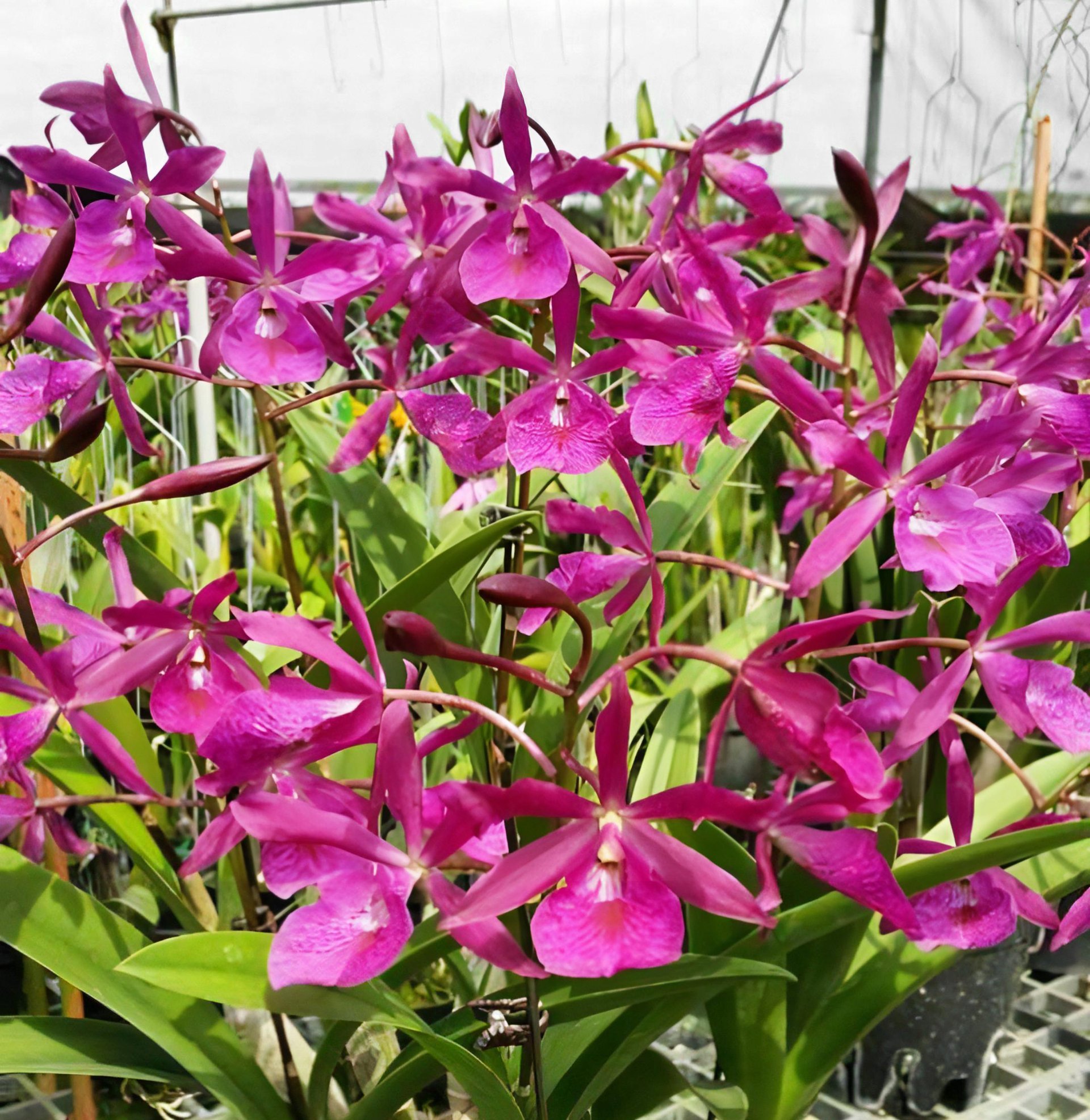 BC.Maikai x Enc. cordigera