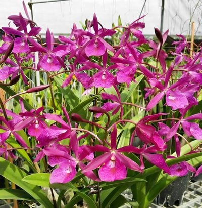 BC.Maikai x Enc. cordigera