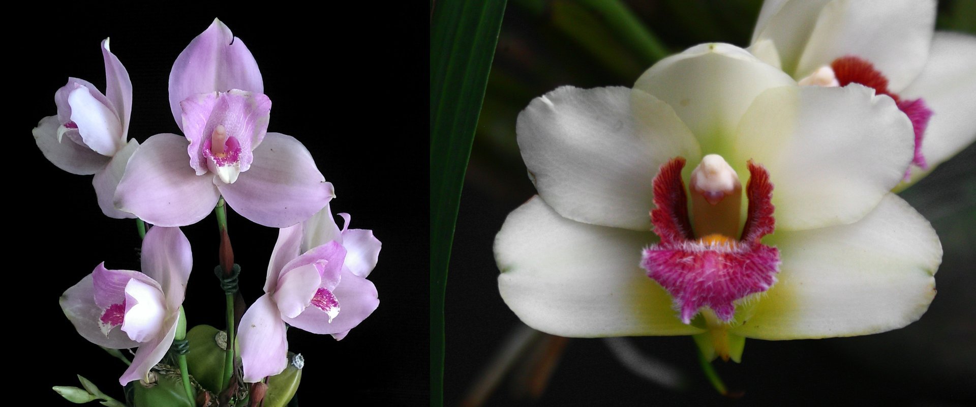 (Lyc. Shonsn Harmany x Lyc. Aubum) x Bifrenaria atropurpurea 3