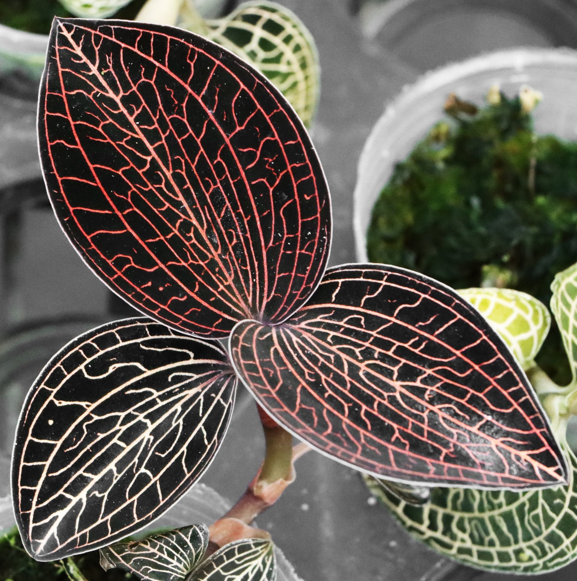 Anoectochilus sp. 'Red Lightning'