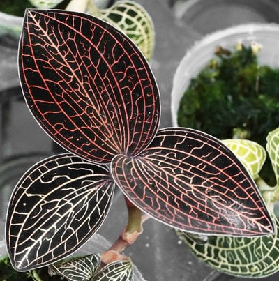 Anoectochilus sp. 'Red Lightning'