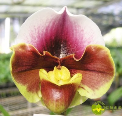 Paph.Yi-Ying Giant Wings 'T99'
