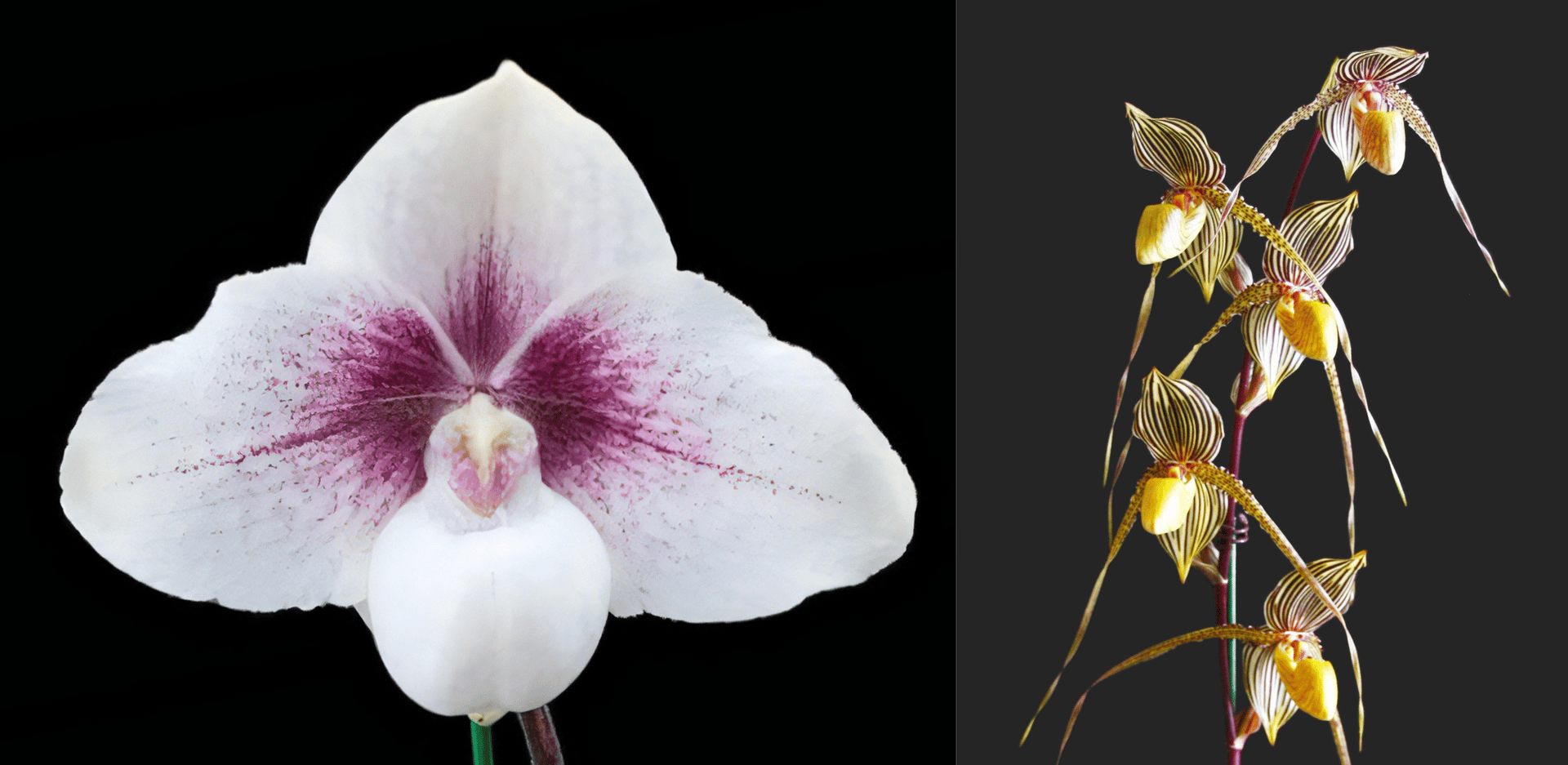 Paph. Chou-Yi Yuki (Paph. niveum X Paph. hangianum) x Paph.Saint Swithin 3