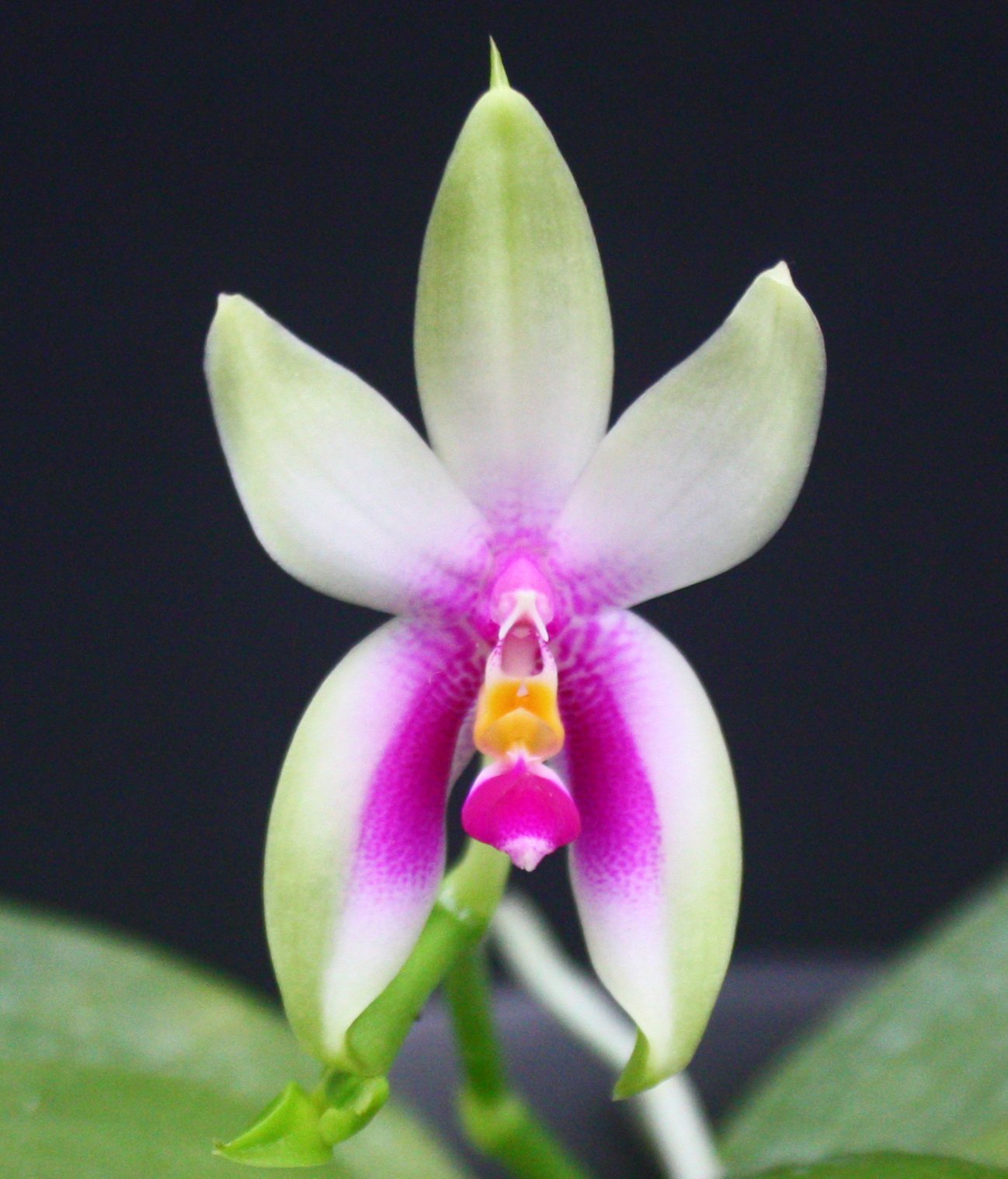 Phalaenopsis bellina 'Fire Shape' x sib