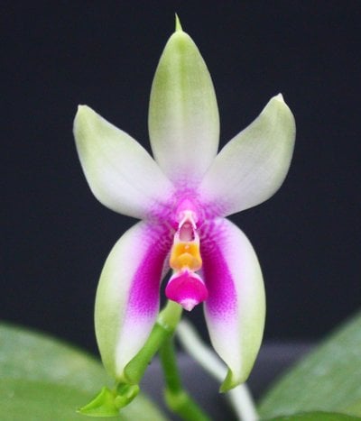 Phalaenopsis bellina 'Fire Shape'  x sib