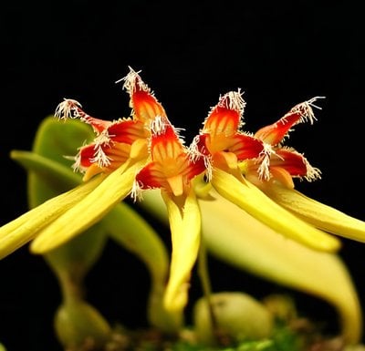 (Bulb. tingabarinum x Bulb. hirundinis) x Bulb. fimbriperianthium