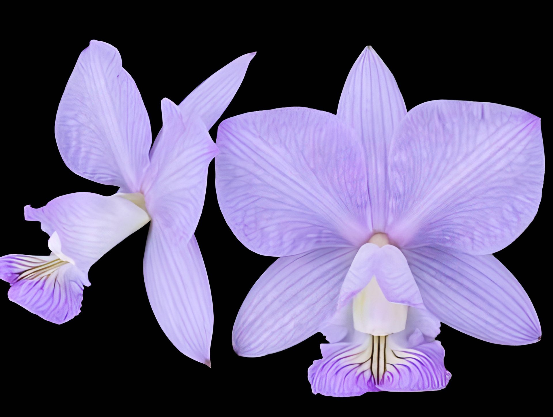 C.nobilior f.striata "Mascaras"SM/JOGA(MC)