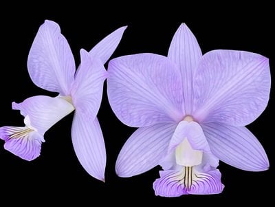 C.nobilior f.striata "Mascaras"SM/JOGA(MC)