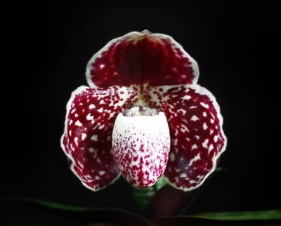 Paph. Lady Rothschild X Paph.godefroyae