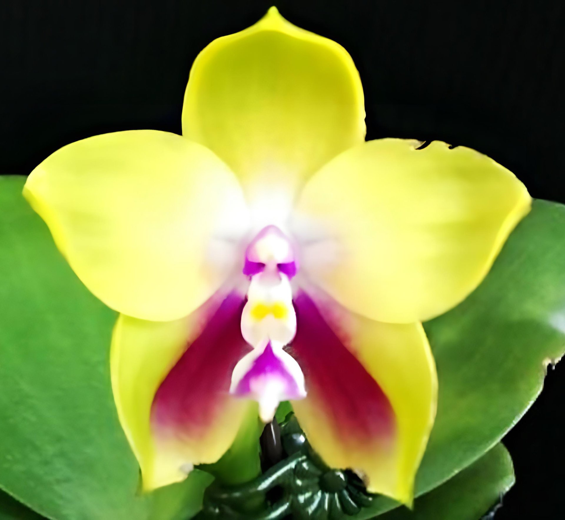 Phal. bellina"Yellow"
