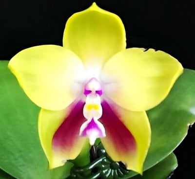 Phal. bellina"Yellow"