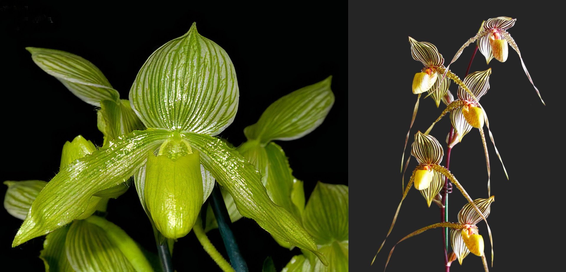 [ Paph somers isle'In-Charm' SM/TPS x Paph.philippinense fma. album'Charming' ] x Paph.Saint Swithin(roths x philippinense) 3