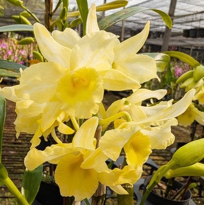 Den. Yellow Song "Candy"