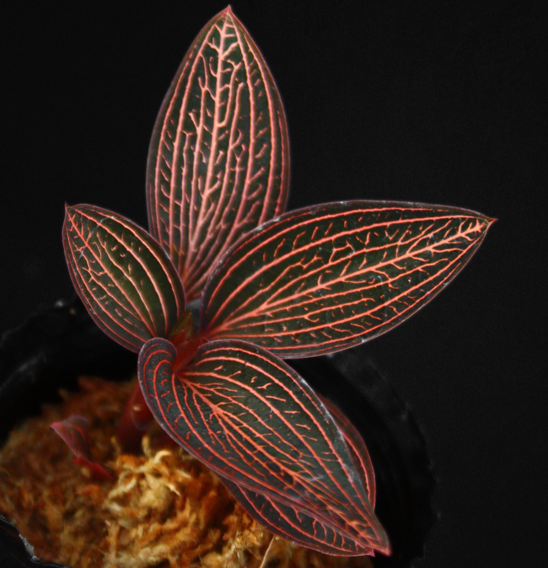 Ludisia discolor 'super veination' 