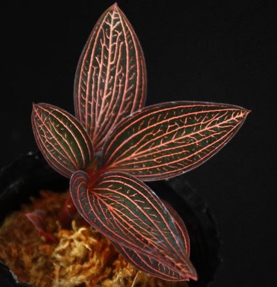 Ludisia discolor 'super veination' 