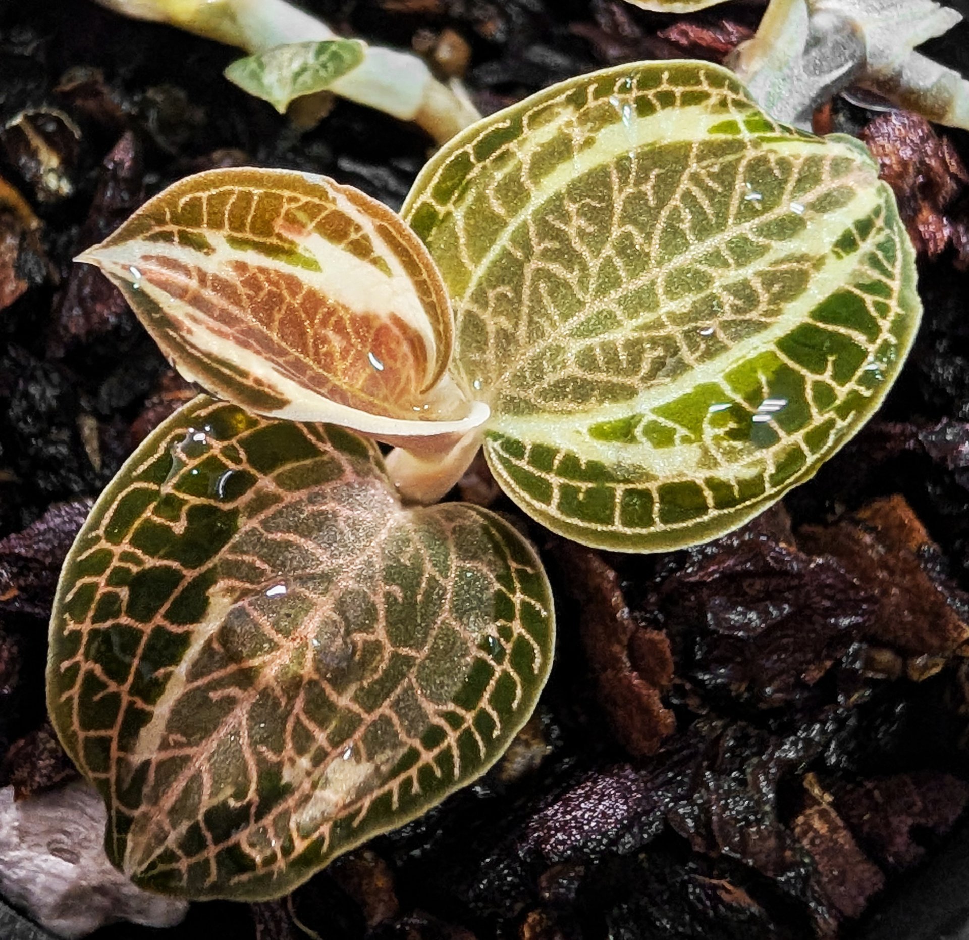 Anoectochilus roxburghii Variegata (10 plants in)