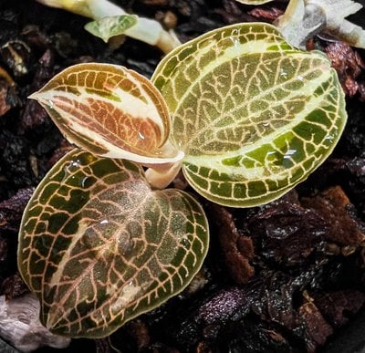 Anoectochilus roxburghii Variegata (10 plants in)