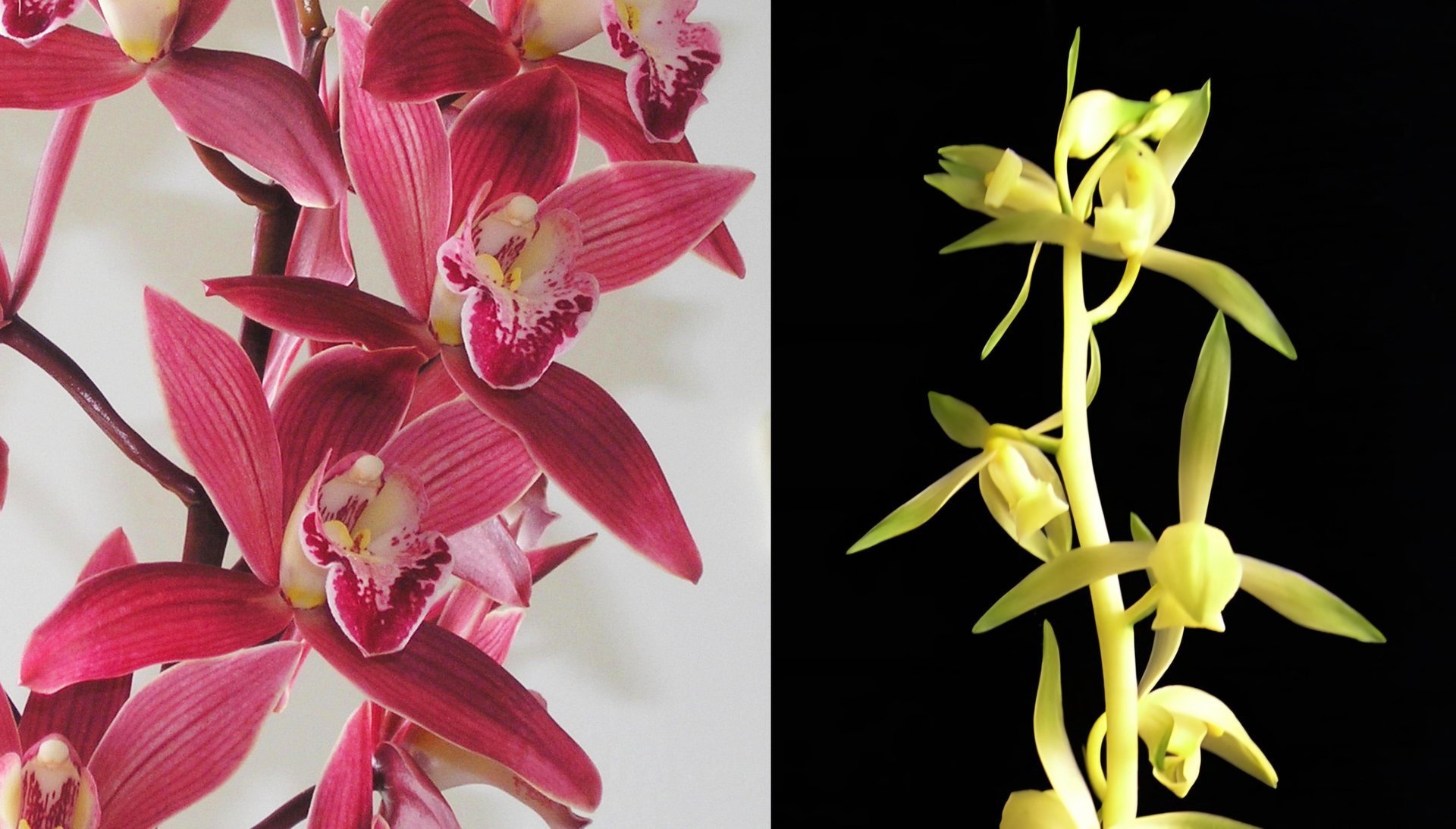 Cym.Yi-Ying Red Gem X Cymbidium sinense'Huang Fei'皇妃 3
