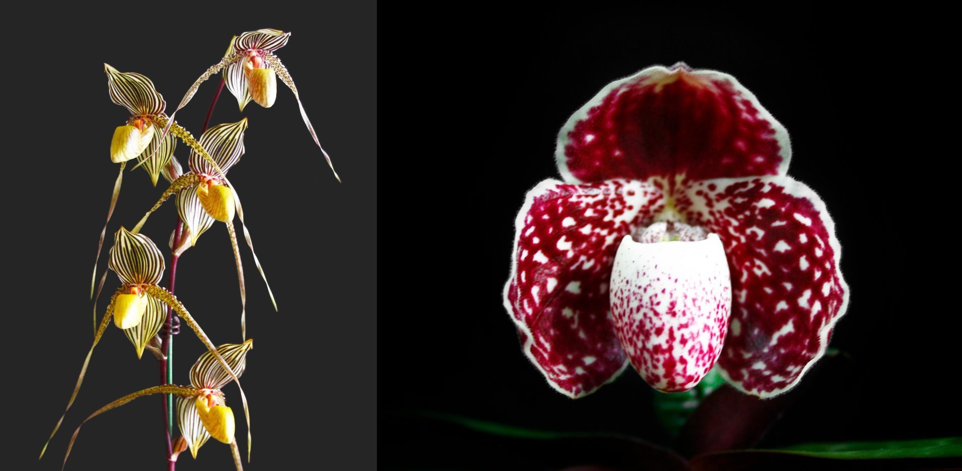 Paph.Saint Swithin X Paph.godefroyae 3