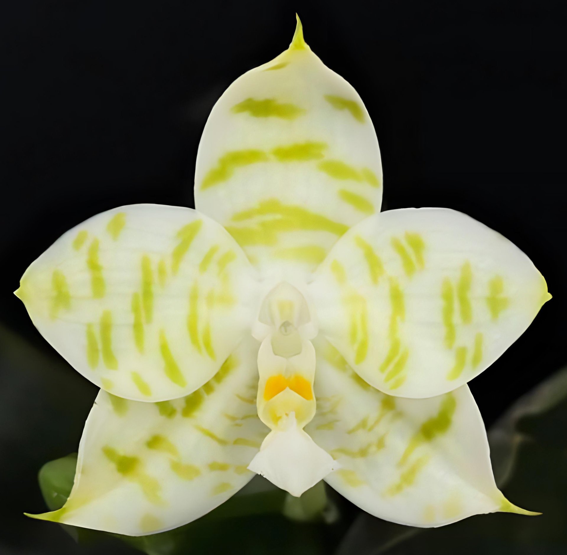 Phal.LD Green Tiger x Phal.LD Green Duck
