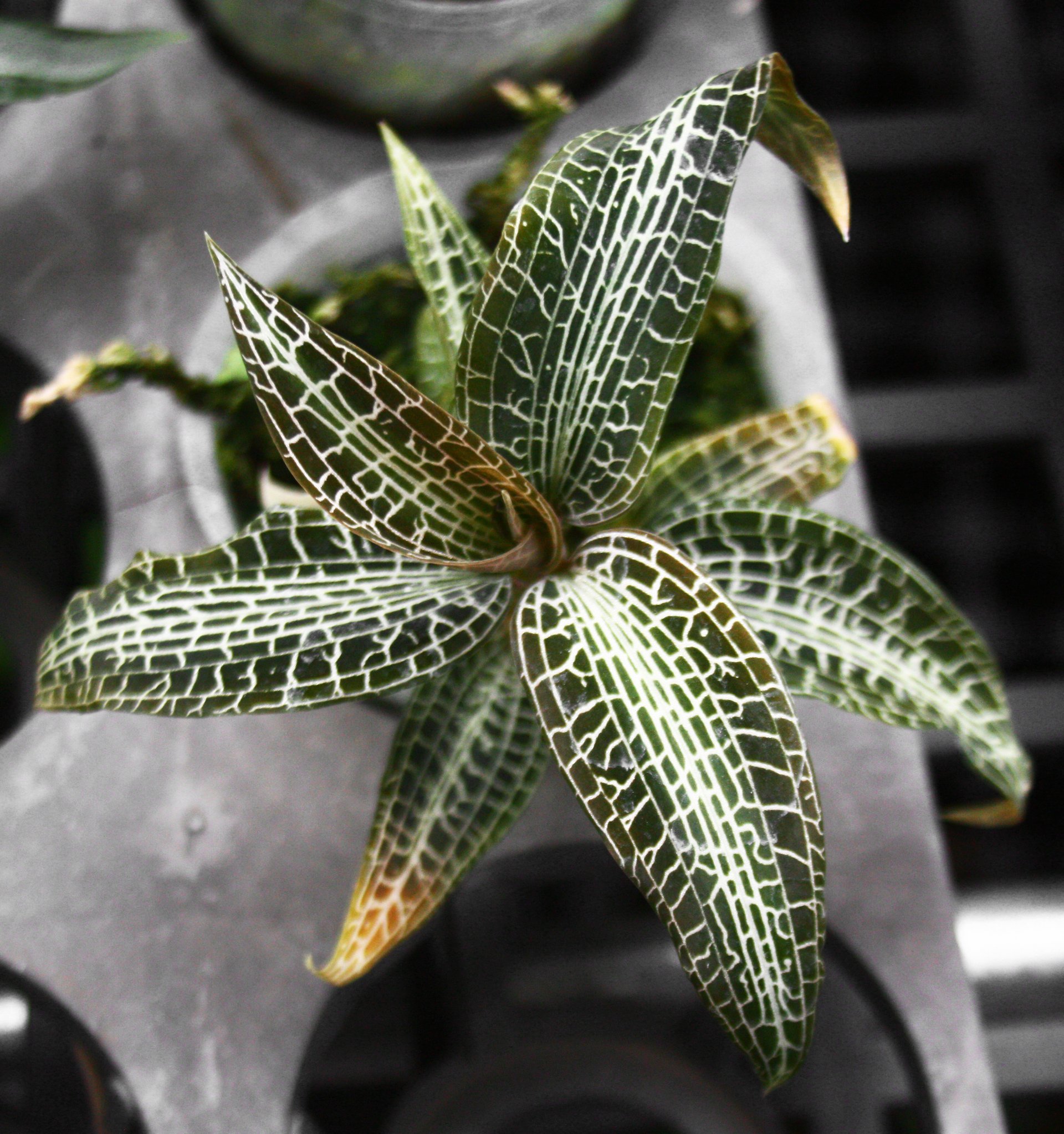 Goodyera hispida