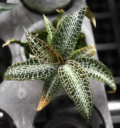 Goodyera hispida