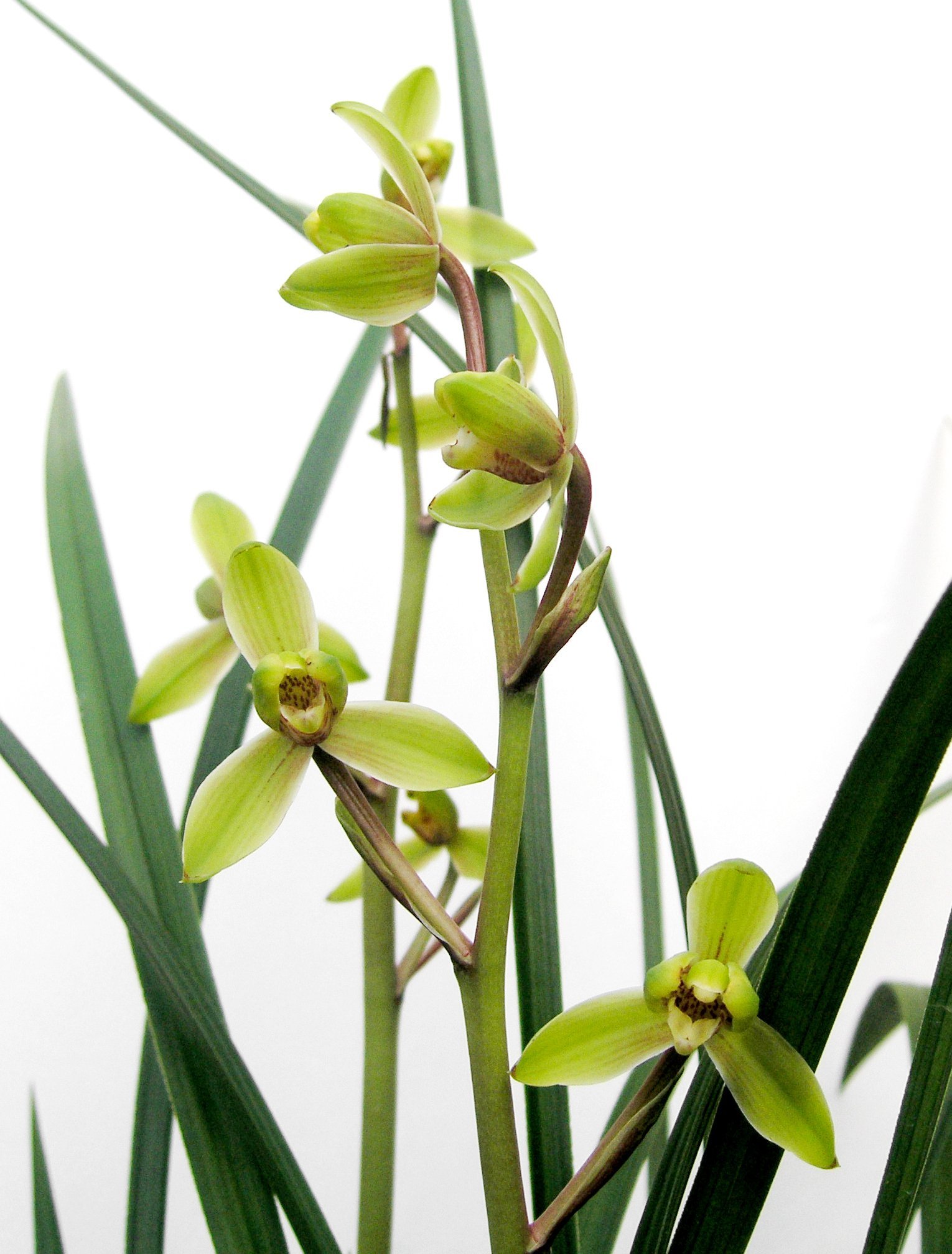 Cym.kanran'Han Hsiang Mei ' x Cym. sinense'Chin Hua Shan'