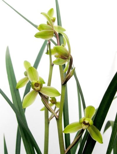 Cym.kanran'Han Hsiang Mei ' x  Cym. sinense'Chin Hua Shan'