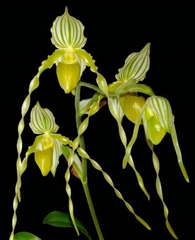 Paph.kolopakingii fma.albums x Paph.philippinense fma.album