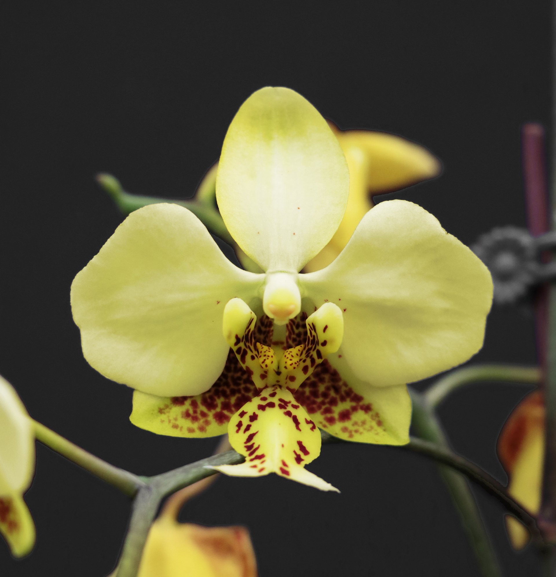 Phal.stuartiana var. nobilis x sib