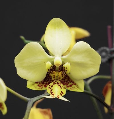 Phal.stuartiana var. nobilis x sib