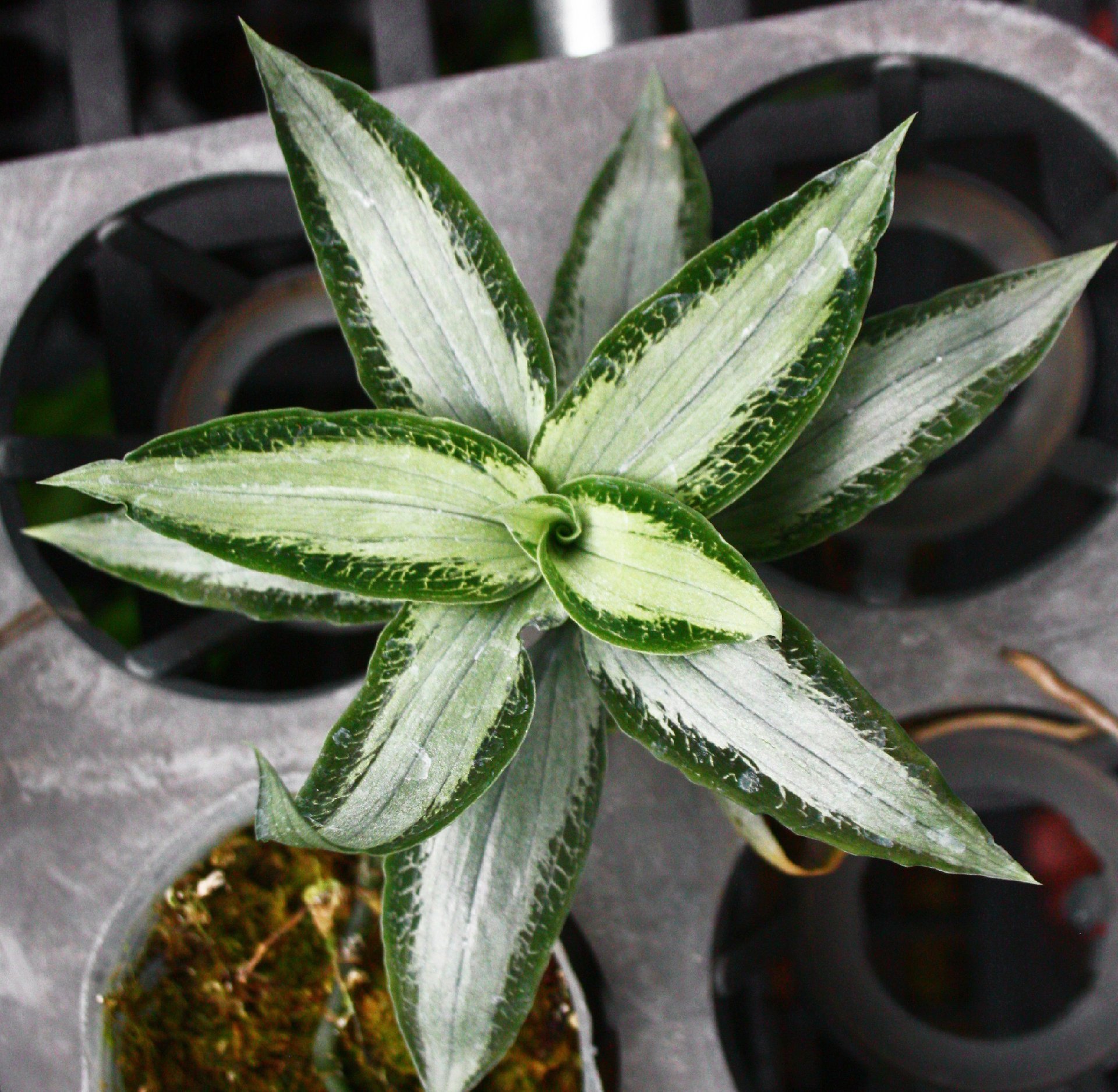 Aspidogyne argentea