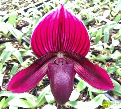 Paph.Enzan Kitty  X Yi-Ying Stanta Claul