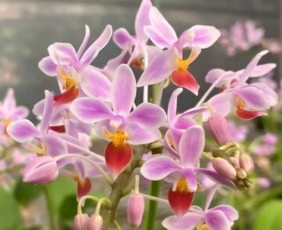 P.equestris'Orange Lip'