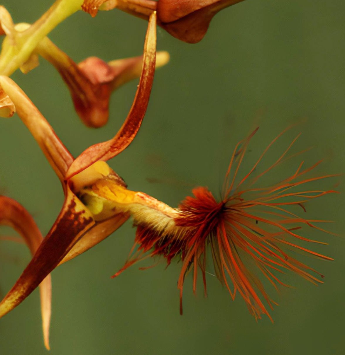Bulb.barbigerum