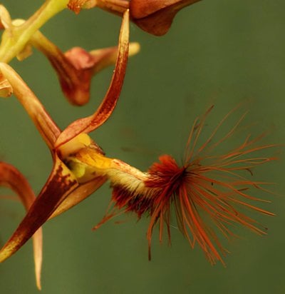 Bulb.barbigerum