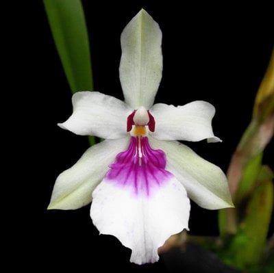 Miltonia spectabilis var. semi-alba