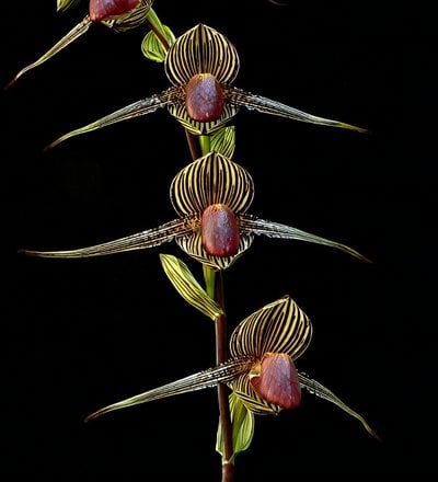 Paph.primulinum x Paph. rothschildianum