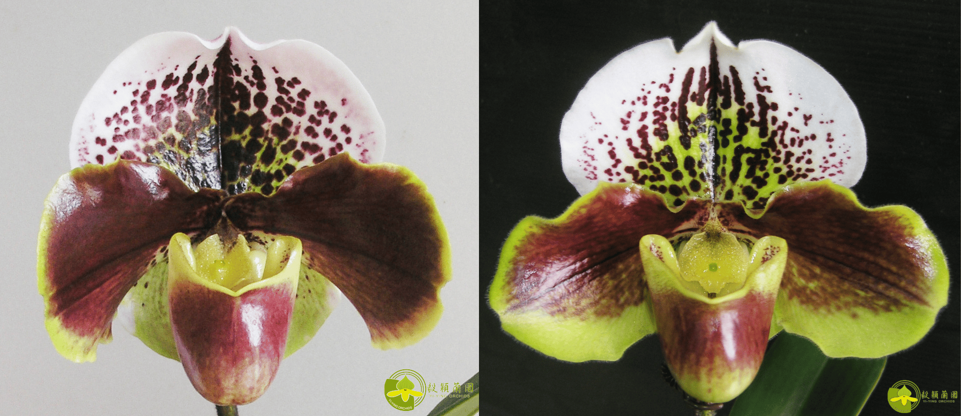 Paph.Tree of Enzan X  Paph.Enzan Kitty 3