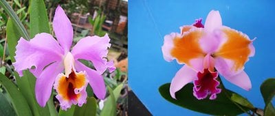 C.percivaliana pelorica.‘tipo' X C.percivaliana pelorica.‘Hercules’