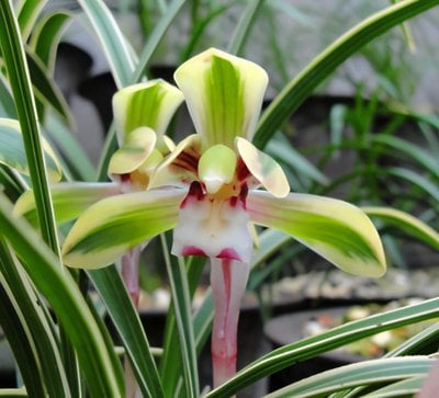 Cym.goeringii 'di-guan' (variegated)