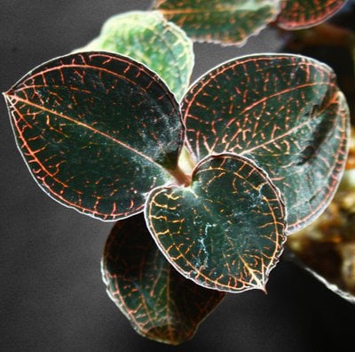 Anoectochilus roxburghii hayata 'Thick stem large leaves'