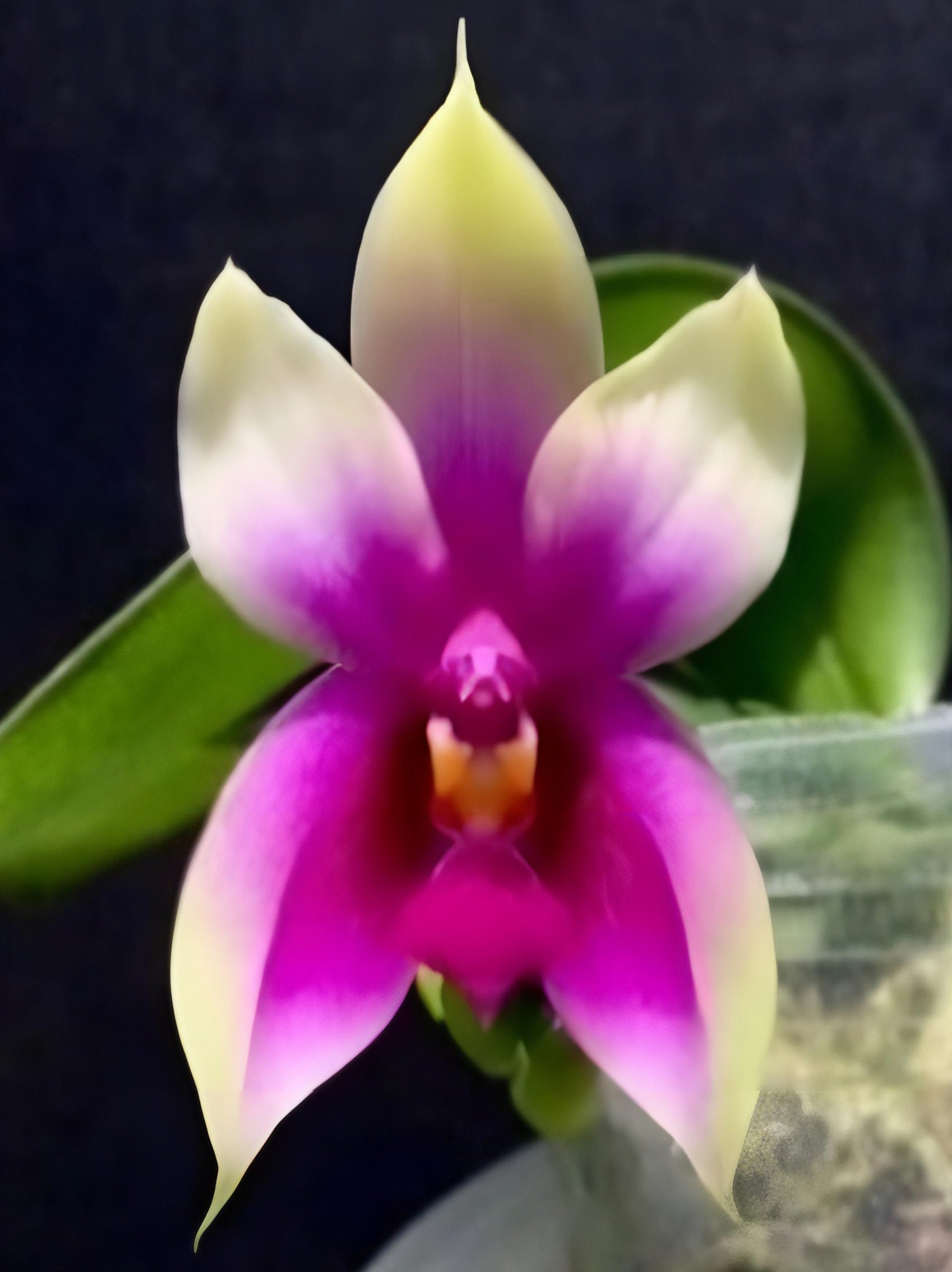 Phalaenopsis bellina 'Fire Shape' x sib 火字