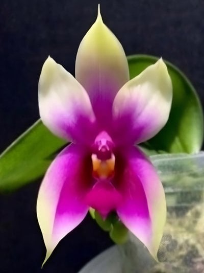 Phalaenopsis bellina 'Fire Shape' x sib 火字