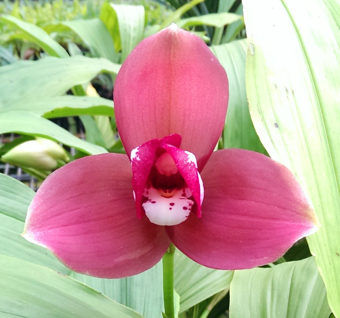 (Lyc.Gayser Gold x Shonan Harmony) x Lyc.Kiama'No 10' 2