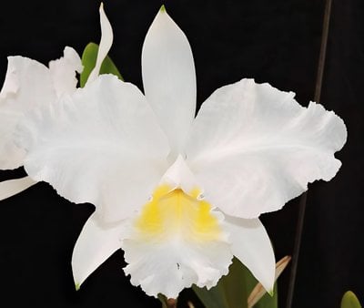 C.lueddemanniana var. alba X sib