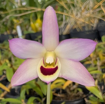 Den. flexicaule  x Den. moniliforme'Kinzankongou '