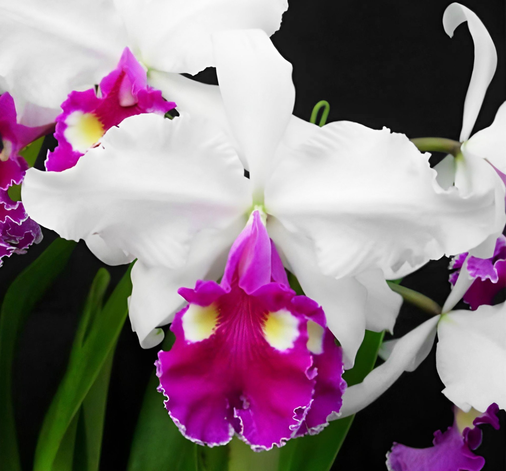 C. warscewiczii f.semi-alba 'Nata'x'Iso'