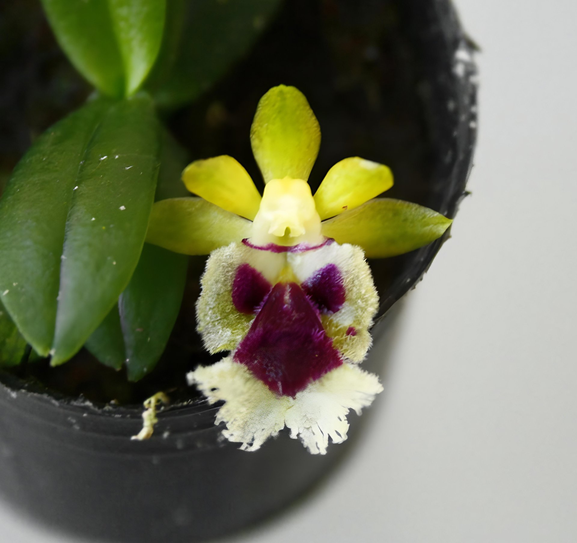 Haraella retrocalla