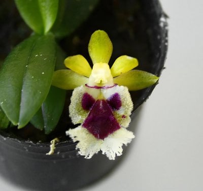 Haraella retrocalla